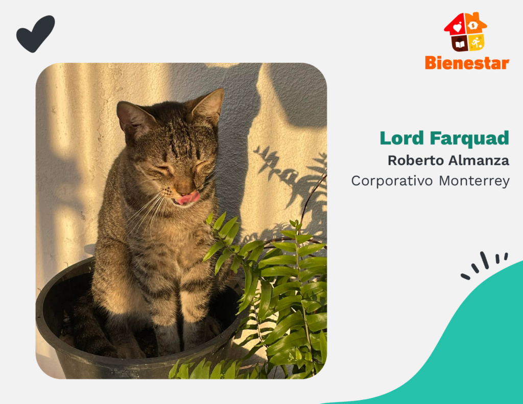 Lord Farquad Corpmty