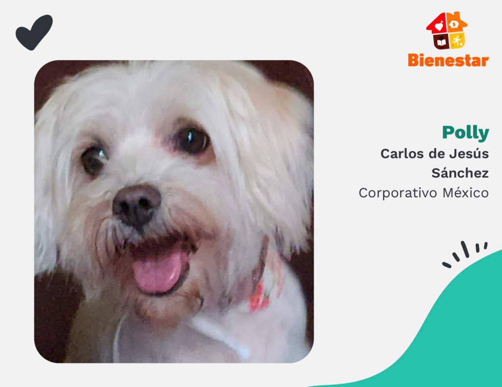 Polly cdmx